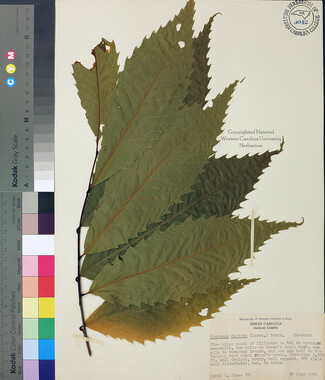 wcu-herbarium15.jpg