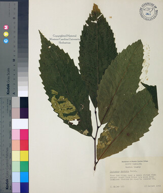 wcu-herbarium19.jpg