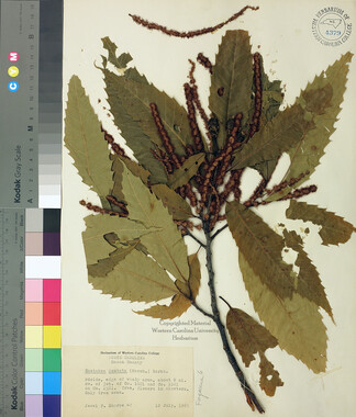 wcu-herbarium21.jpg