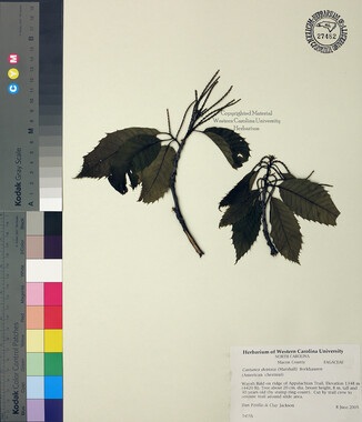 wcu-herbarium22.jpg