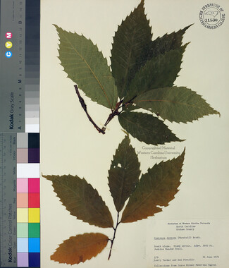 wcu-herbarium24.jpg