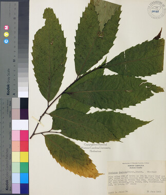 wcu-herbarium28.jpg