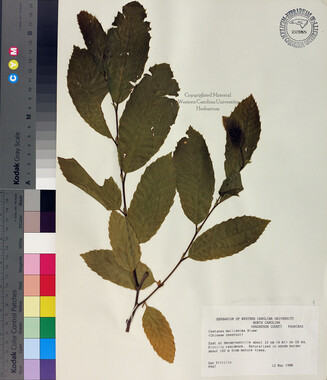 wcu-herbarium3.jpg