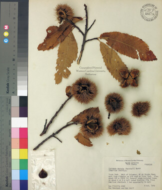 wcu-herbarium35.jpg