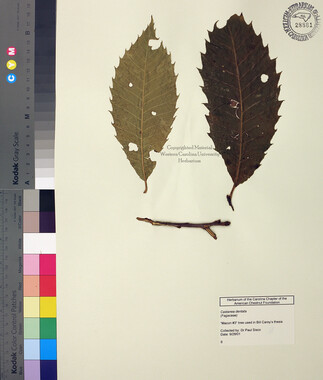 wcu-herbarium40.jpg