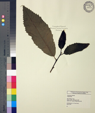 wcu-herbarium41.jpg
