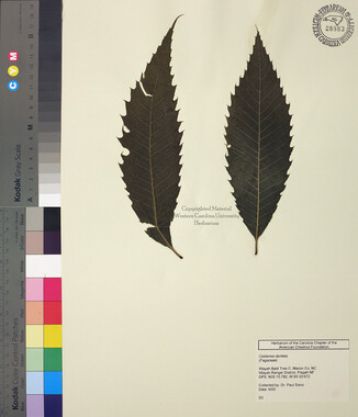wcu-herbarium43.jpg