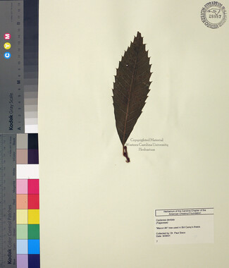 wcu-herbarium44.jpg