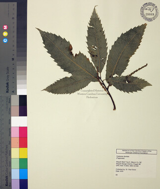 wcu-herbarium45.jpg