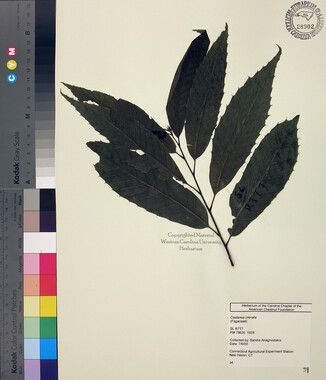 wcu-herbarium53.jpg