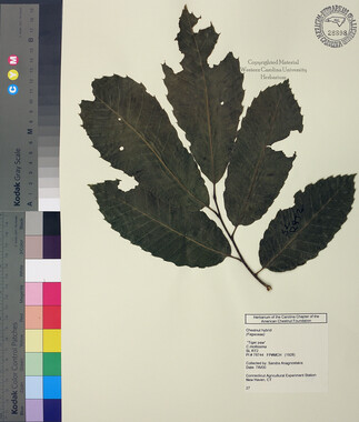 wcu-herbarium55.jpg