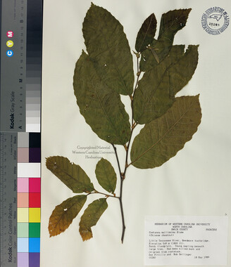 wcu-herbarium6.jpg