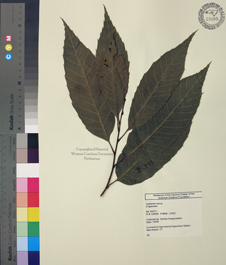 wcu-herbarium60.jpg