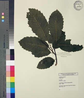 wcu-herbarium61.jpg