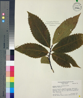 wcu-herbarium65.jpg