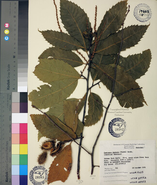 wcu-herbarium66.jpg