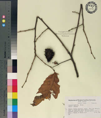 wcu-herbarium7.jpg