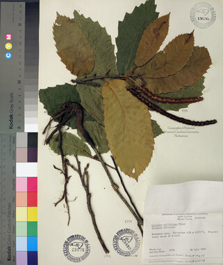 wcu-herbarium70p.jpg