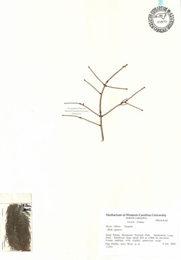 wcu-herbarium82.jpg