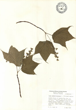 wcu-herbarium87.jpg