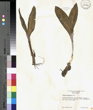 wcu-herbarium93.jpg