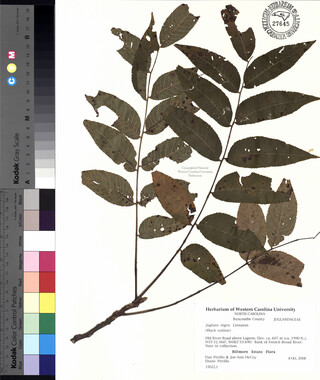 wcu-herbarium97.jpg